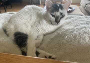 Female young adult cat