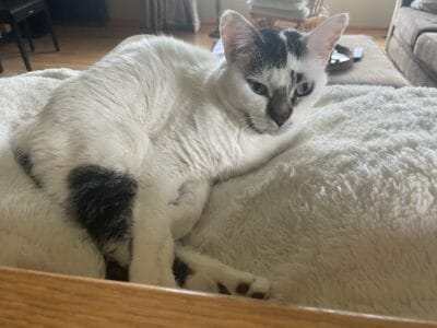 Female young adult cat