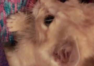 KITTENS