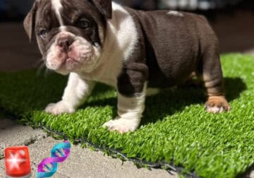 English Bulldog puppy