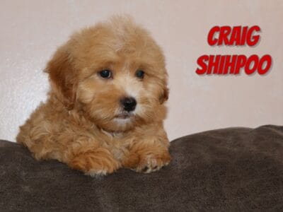 Craig Male Shihpoo