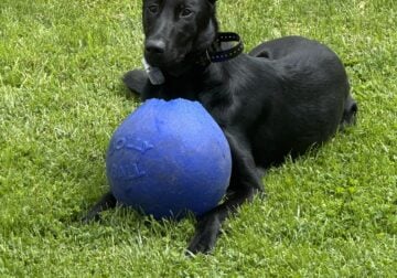 Dutch shepherd