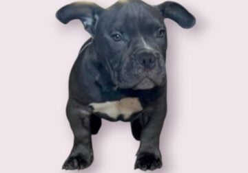 LILAC & GHOST TRI MIX MICRO BULLY PUPPIES