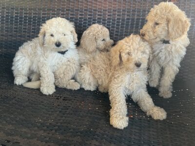4 Aussiedoodles
