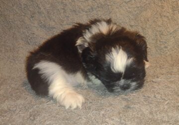 Shih tzu puppies