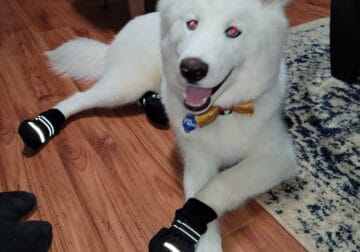 Rocky is AKC husky
