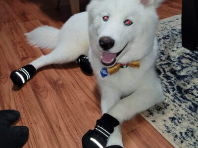 Rocky is AKC husky