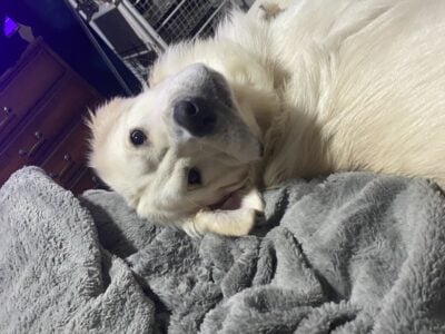 Golden Pyrenees