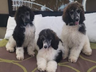 Louie , Emma, and Rocket