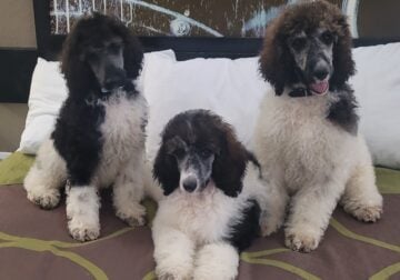 Louie , Emma, and Rocket