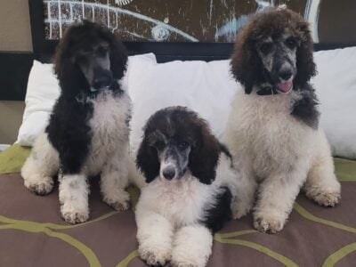 Louie , Emma, and Rocket
