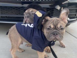 HULK – Blue Fawn Fluffy Carrier