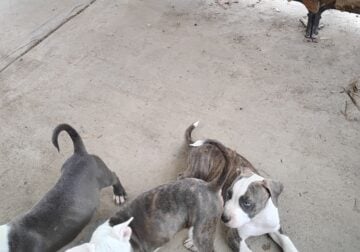 11 weeks old pup’s