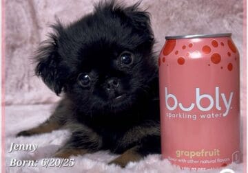 Jenny the Brussels Griffon