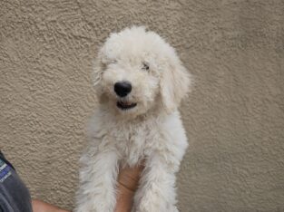 Labradoodle F1b