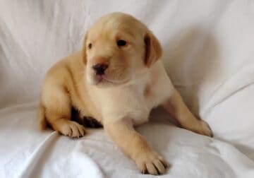 Sammy Fox Red Lab