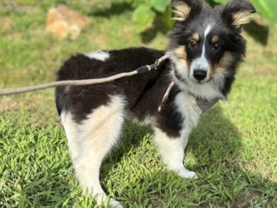 Shelties tri
