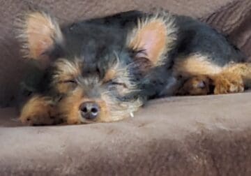 Yorkshire Terrier Puppy for sale