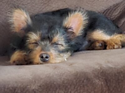 Yorkshire Terrier Puppy for sale