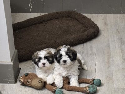 Sichon Designer Teddy Bear Puppies