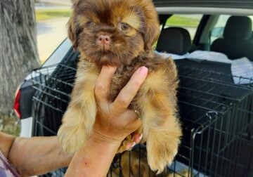 Shih tzu puppies