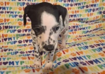 Dalmatian puppy