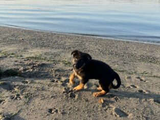 German Shepherd puppies