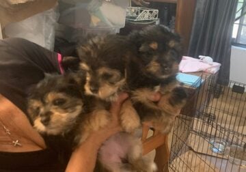 Beauties Shorkie’s! 3 Female * Male