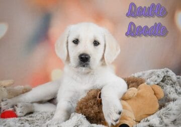 Rain Female Double Doodle