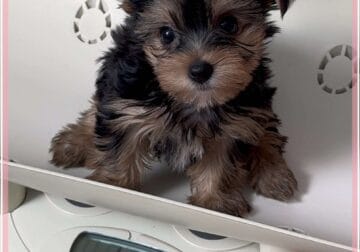 Demi “Tigress” the Yorkshire Terrier