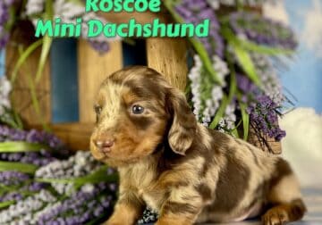 Roscoe Male Mini Dachshund