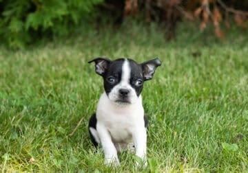 AKC Boston Terrier male pup in Indiana (Jackson)