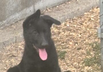 AKC German Shepherd Puppies