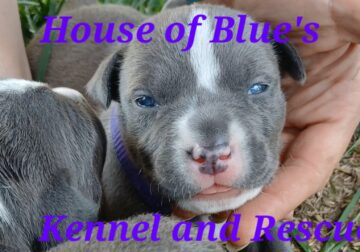 Blue Nose APBT Purple Female