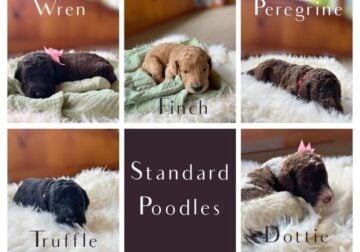 Standard Poodle Puppies