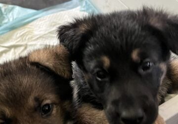 German Shepherd puppies looking for a forever home