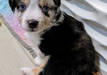 Oakley’s Debut