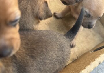 5 Chihuahua Puppies