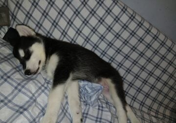 Siburian husky