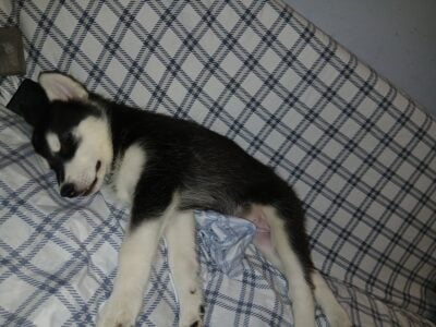 Siburian husky