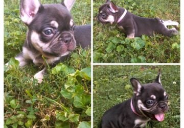French Bulldog Female Puppy