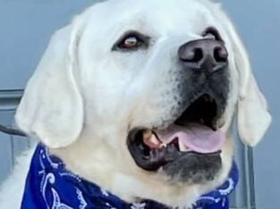 English/Show Black & White Labrador Retrievers