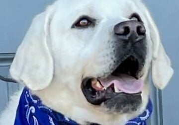 English/Show Black & White Labrador Retrievers