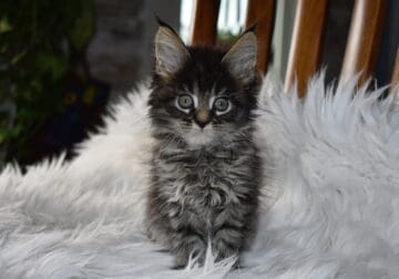 Maine coon