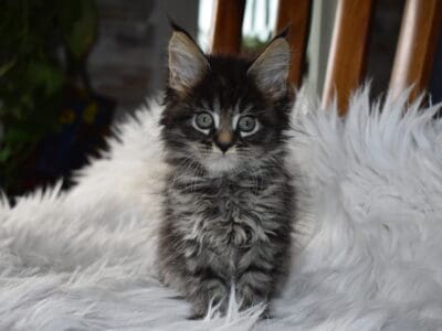 Maine coon