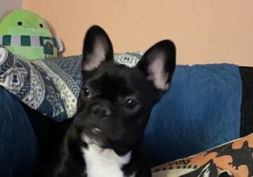 French Bulldog