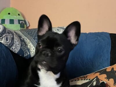 French Bulldog