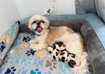 Purebred Shih Tzu Puppies