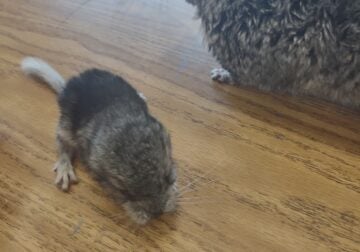 Baby chinchilla