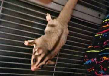 Male sugar glider